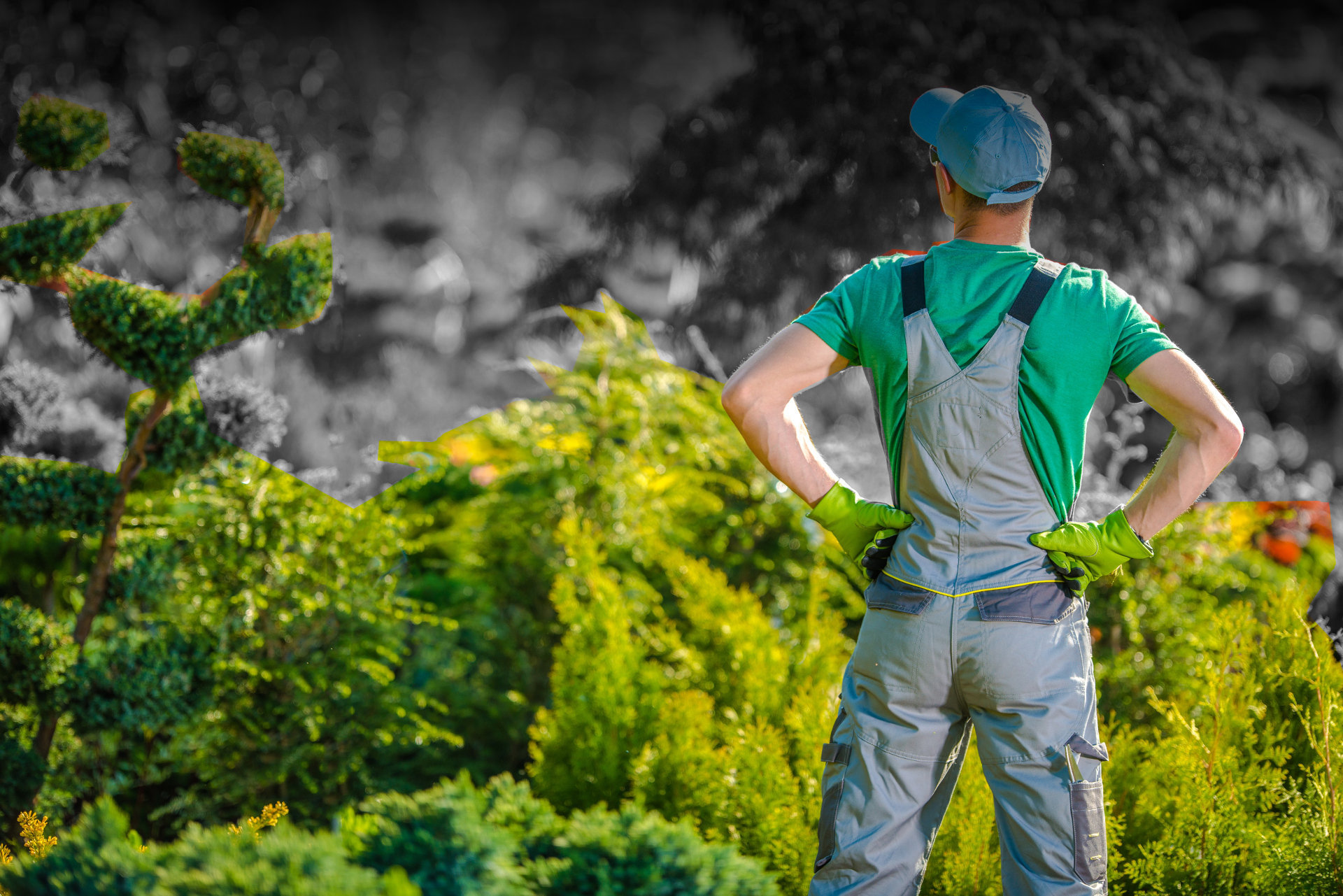 Treescapes - Garden Services